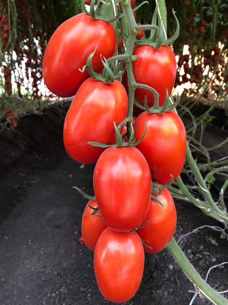 50 Heirloom Roma Tomato Seeds Bulk Vegetable Seeds Prepper Etsy