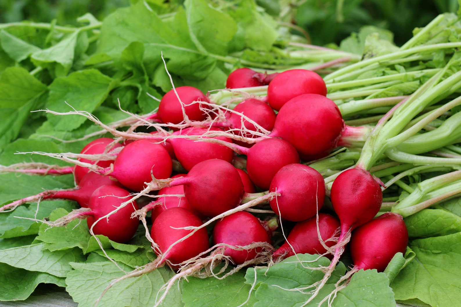 100 Organic Radish Seeds Bulk Vegetable Seeds Prepper Edible Etsy