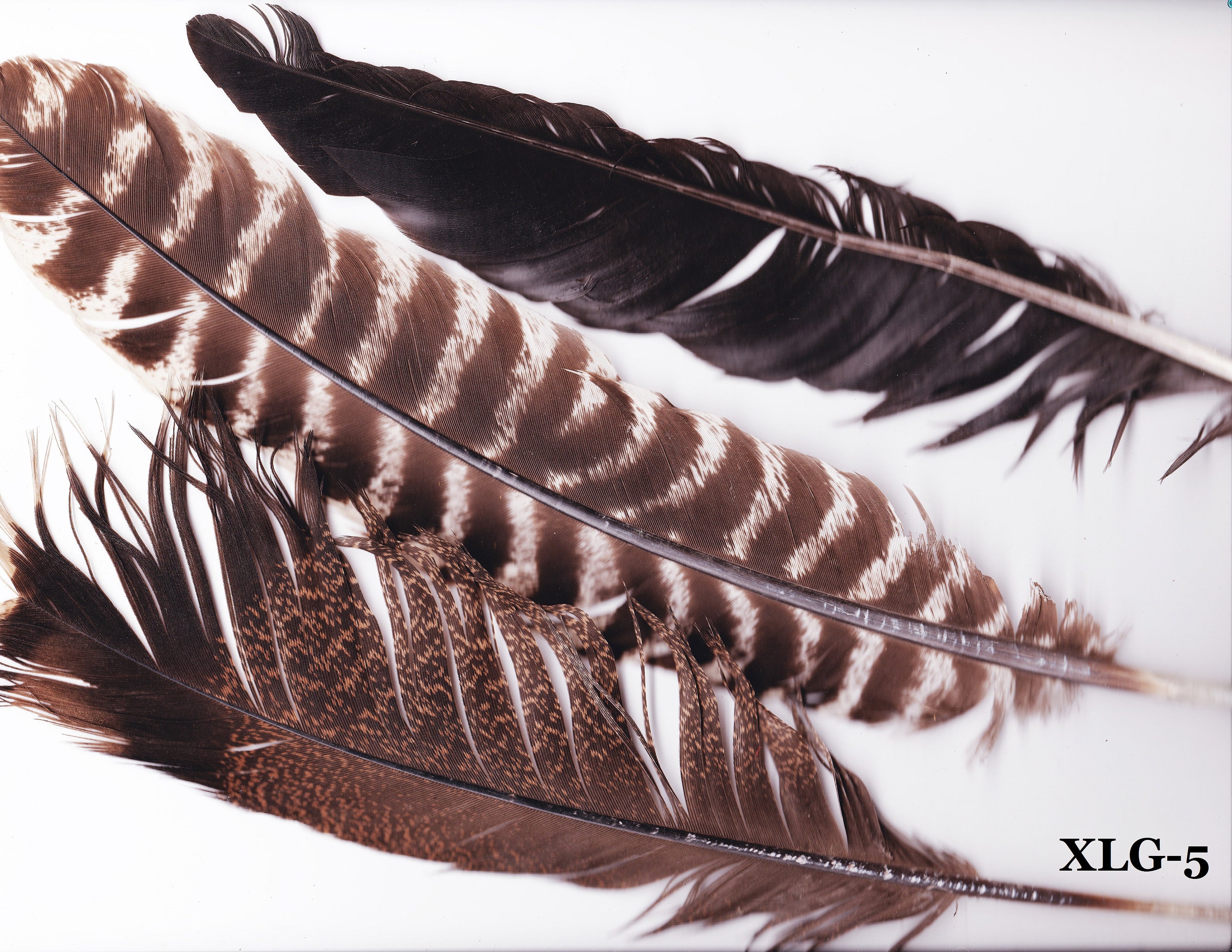 Brown and Black Feathers with White Tips, 5-6 inches, 2 per bag - #4-6