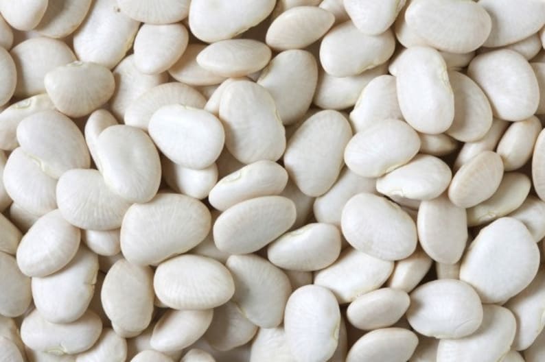 50 Butter Bean Seeds Heirloom Baby Lima Bush Beans Seed Etsy