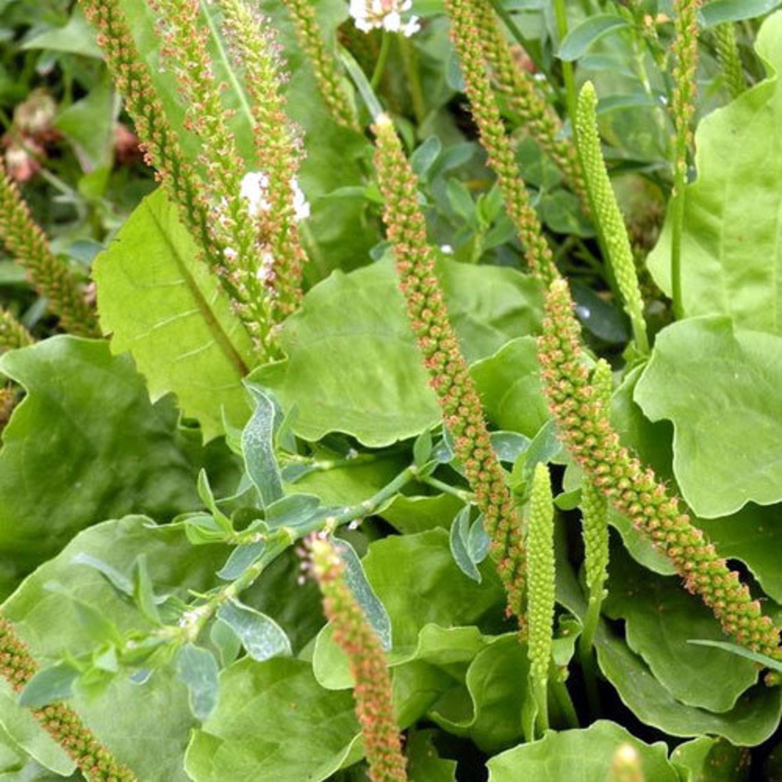 100 Organic Plantain Seeds Bulk Seeds 100pk Herb Garden Etsy Sweden