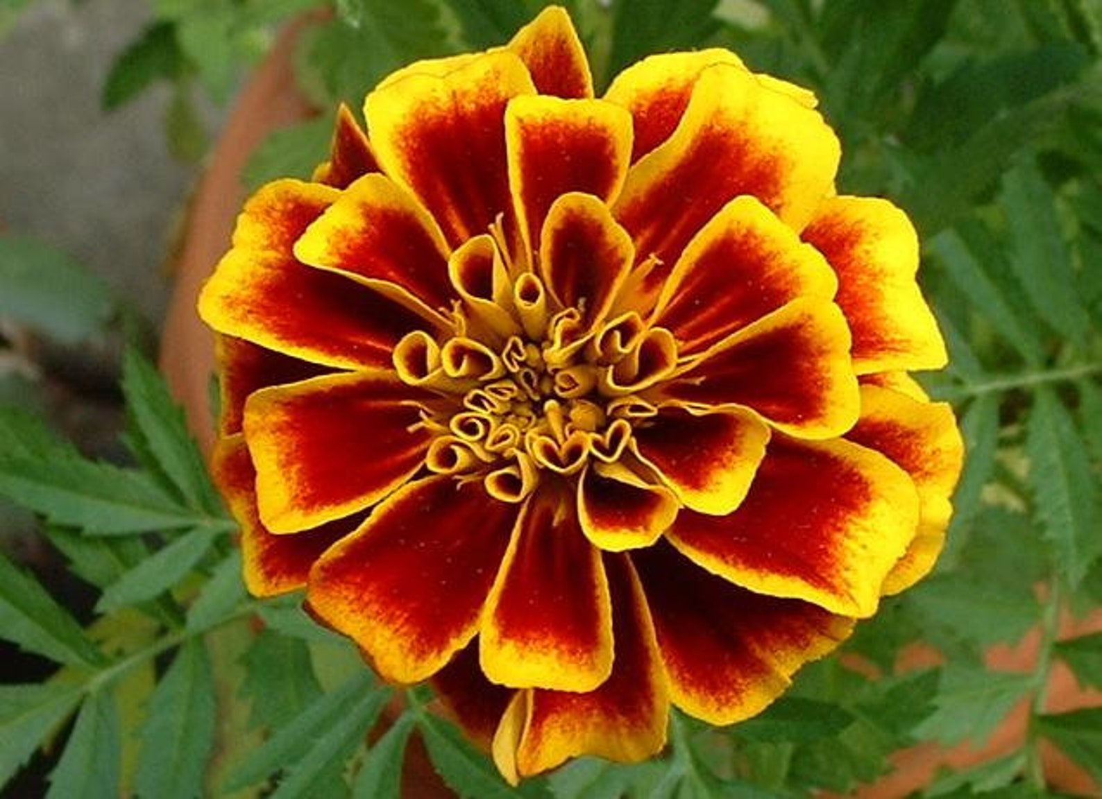 100 Marigold Seeds Bulk Seeds Medicinal COMPANION Flower Etsy