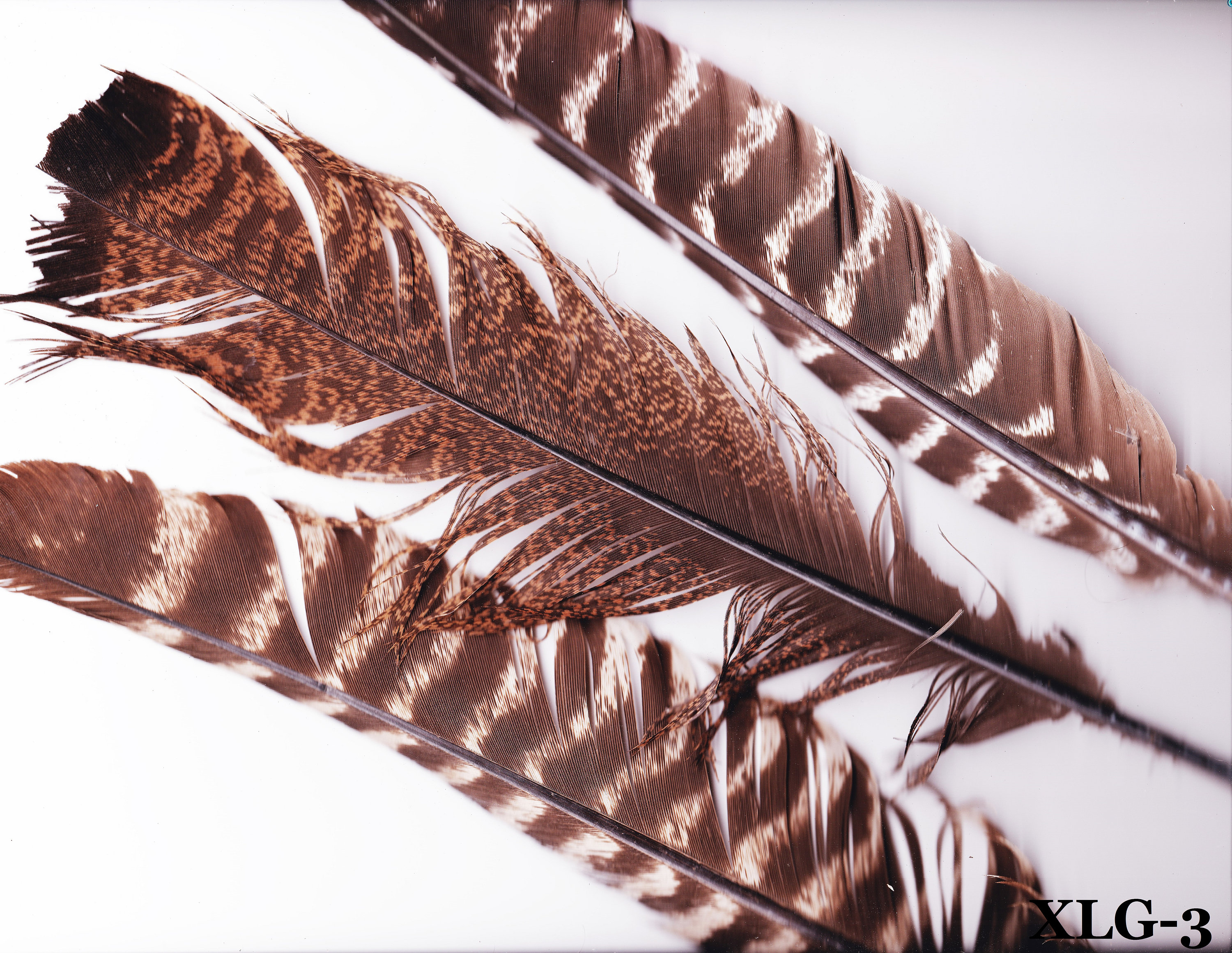 Seven brown feathers laid out against a black background going from the  tallest to the smallest Stock Photo by umuller
