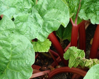 Organic Red Wine Rhubarb Seeds, Heirloom Fruit Gardens, PERENNIAL Northern Hardy-Grows ANYWHERE, Awesome in Jams and Pies! Great Gift