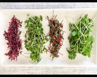 QUICK SPROUTS-9 Microgreen Sprouting Seed-Heirloom Vegetable Garden Seeds-Grow Your Own Microgreens Container Food-Eating Healthy = VARIETY