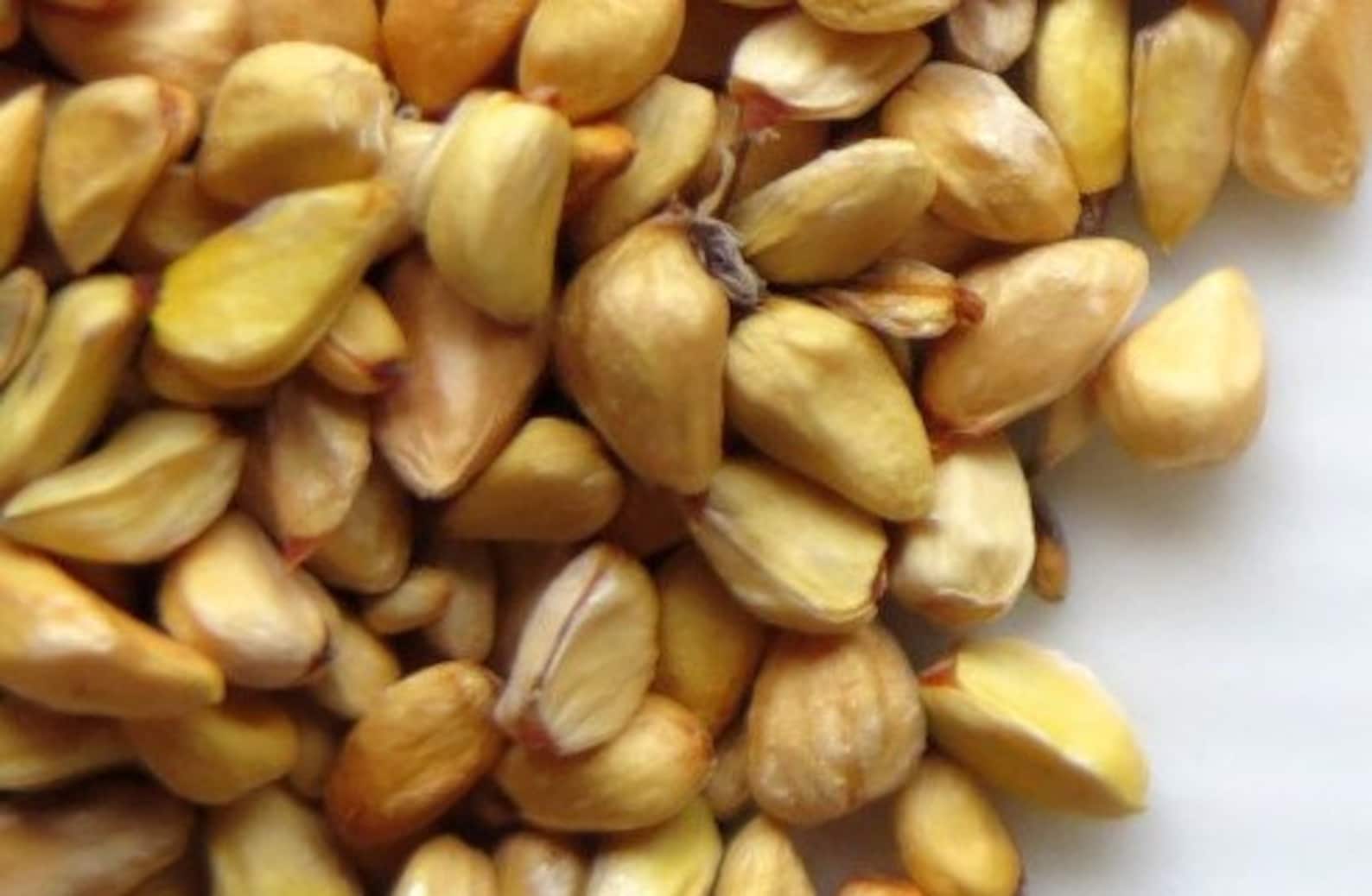 100 Wild Rose Seeds Bulk Seeds 100pk Flower Garden Seed Etsy