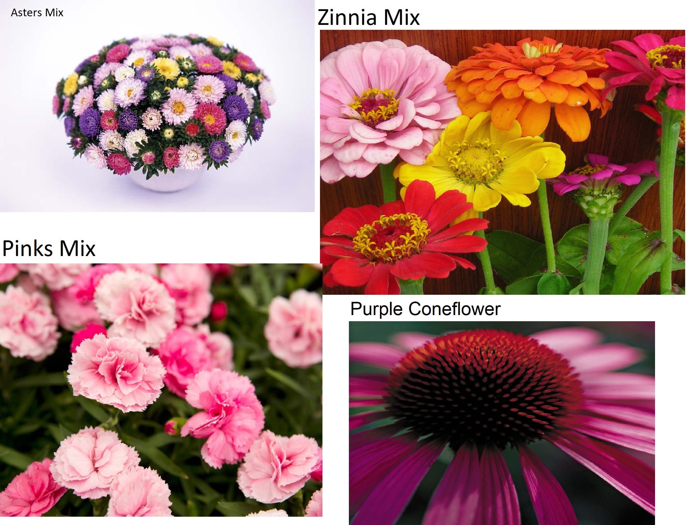 100 Heirloom Cut Flower Seeds Bulk Seed Plant a Rainbow Etsy Canada