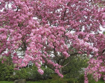 Organic Crabapple Seeds, Very Old Heirloom Trees, Will Breed TRUE, DiY PERENNIAL Fruit Garden, Make AWESOME Jelly