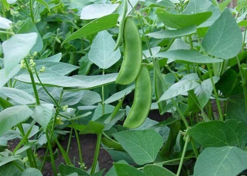 50 Butter Bean Seeds Heirloom Baby Lima Bush Beans Seed Etsy