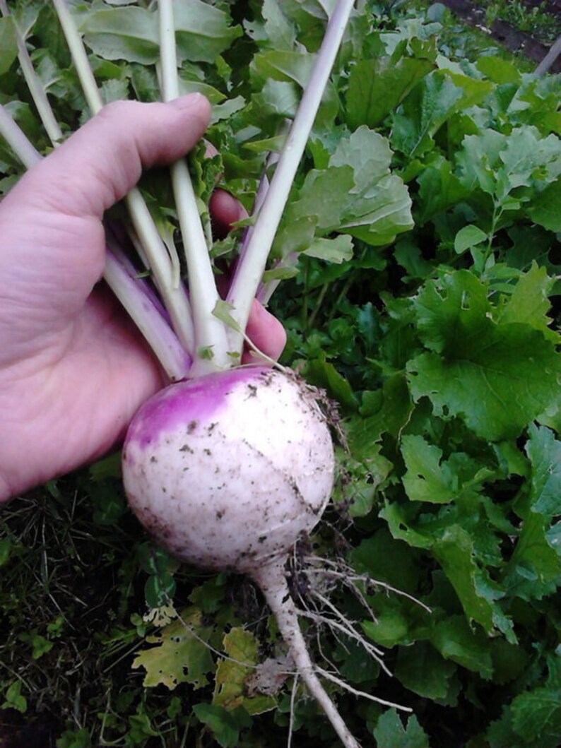 100 Heirloom Purple Crowned Turnip Seeds Edible Root & Tops Etsy