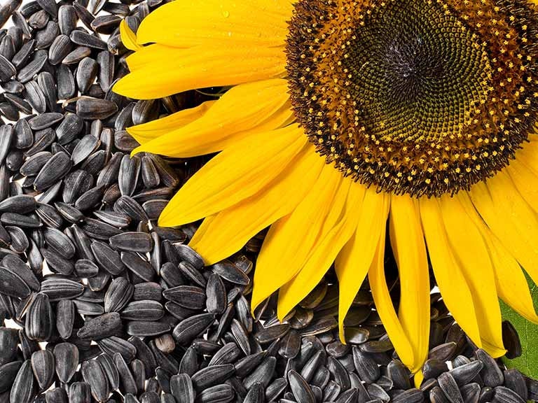 100 Sunflower Seeds Bulk Seeds 100pk Flower Garden Seed Etsy
