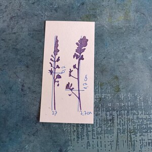 May include: A close-up of a white card with two purple flower illustrations. The card is marked with measurements in centimetres. The first flower is 5 cm tall and the second flower is 11.4 cm tall.