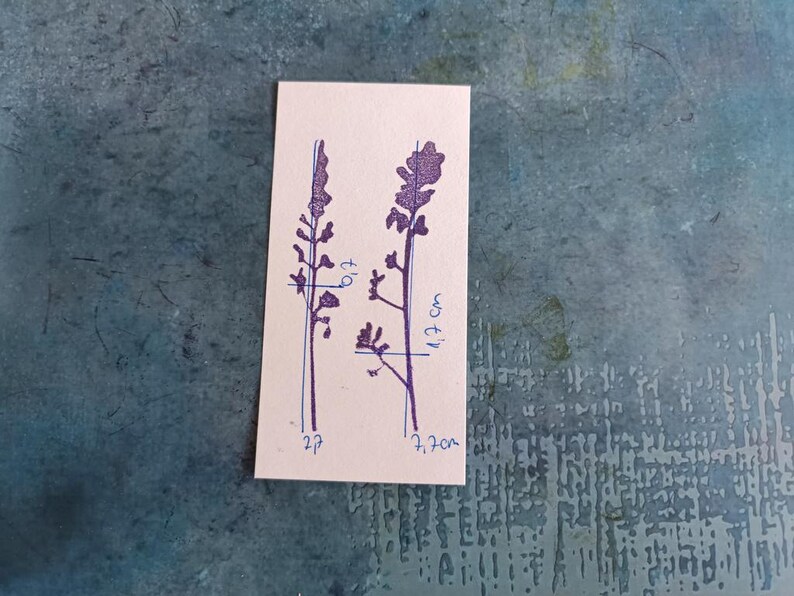 May include: A close-up of a white card with two purple flower illustrations. The card is marked with measurements in centimetres. The first flower is 5 cm tall and the second flower is 11.4 cm tall.