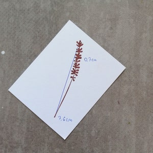 May include: A brown plant with a stem and leaves, measuring 7.6 cm by 9.7 cm.