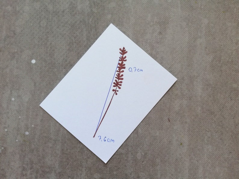 May include: A brown plant with a stem and leaves, measuring 7.6 cm by 9.7 cm.