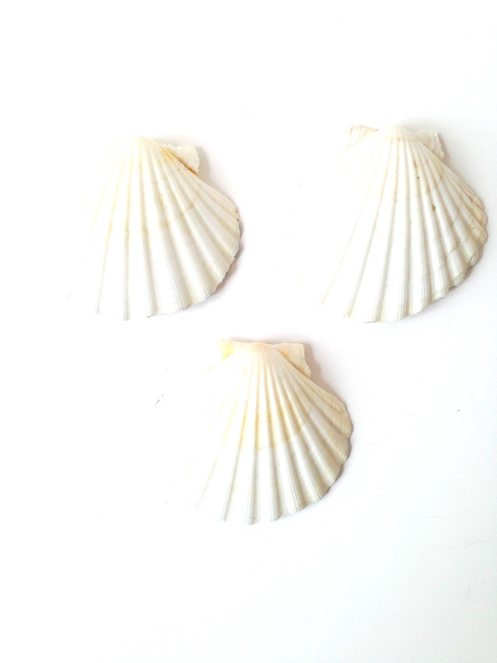Jewel Trays 3 Natural Hand Painted Shells Black and White Etsy