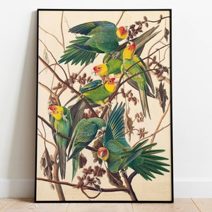 Carolina Parakeet by John James Audubon| Wall Decor Art Poster| Framed Art Print| Art Canvas| Wall Art Print