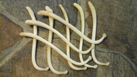 Coon Dick for 1 Super This is Huge Raccoon Baculum - Etsy Singapore