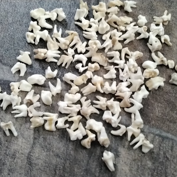 Raccoon Side Molar Teeth For 10 Lot#2