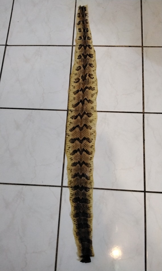 Rattlesnake Skin Canebreak/timber Rattlesnake Skin Tanned Lot - Etsy
