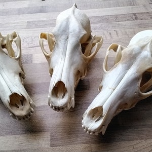 Coyote Skull For 1 Huge Complete  skull From Mn. USA Lot#1