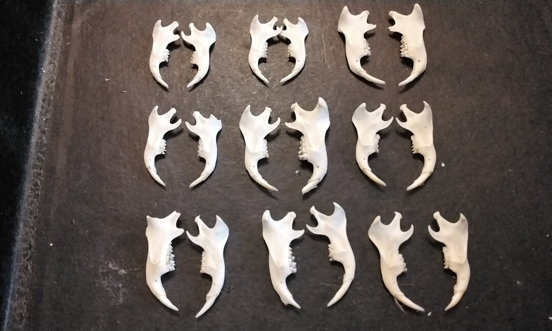 Gopher Woodchuck Jaw for 1 From Mn. USA Lot 1 Etsy