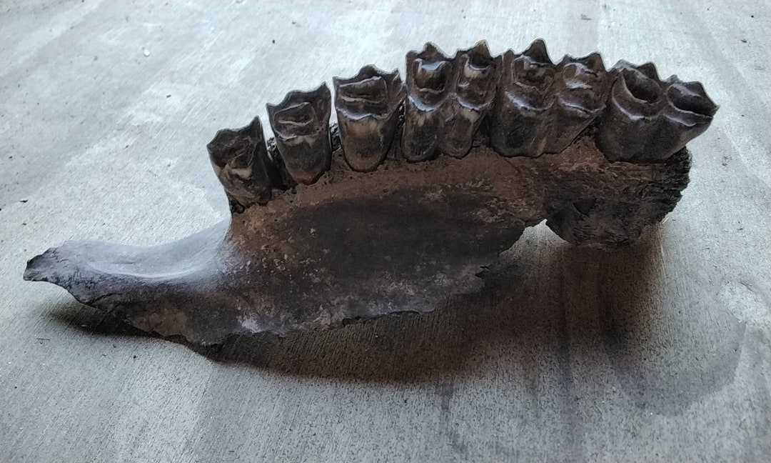 Fossil Bison Buffalo Upper Skull Piece With 6 Huge Molar Teeth Lot Huge
