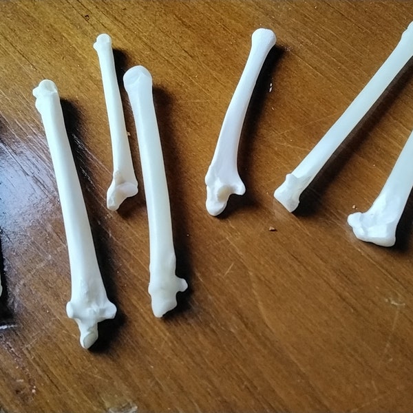 Jack Rabbit Foot Bones For 5 Long Hare Ulna Bones From S.D. USA