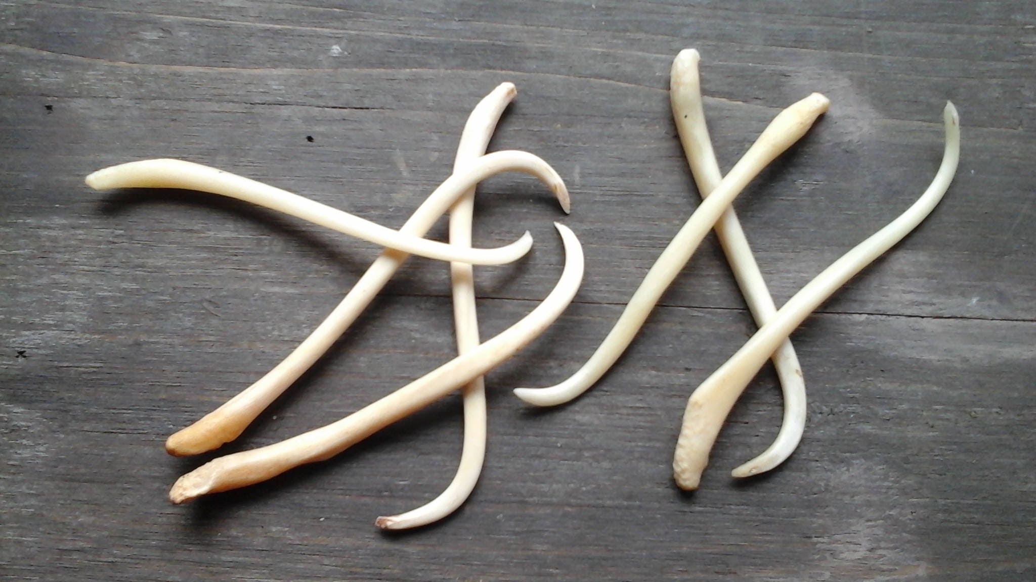 Coon Dick Toothpick for 1 Usable Toothpick Made In USA Etsy