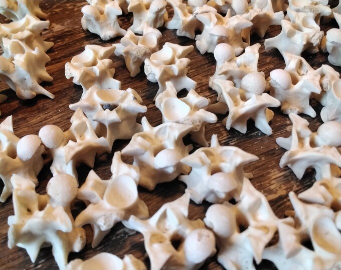 Python Vertebrae Bones for 3 Xlarge Wild From Fla. USA - Etsy