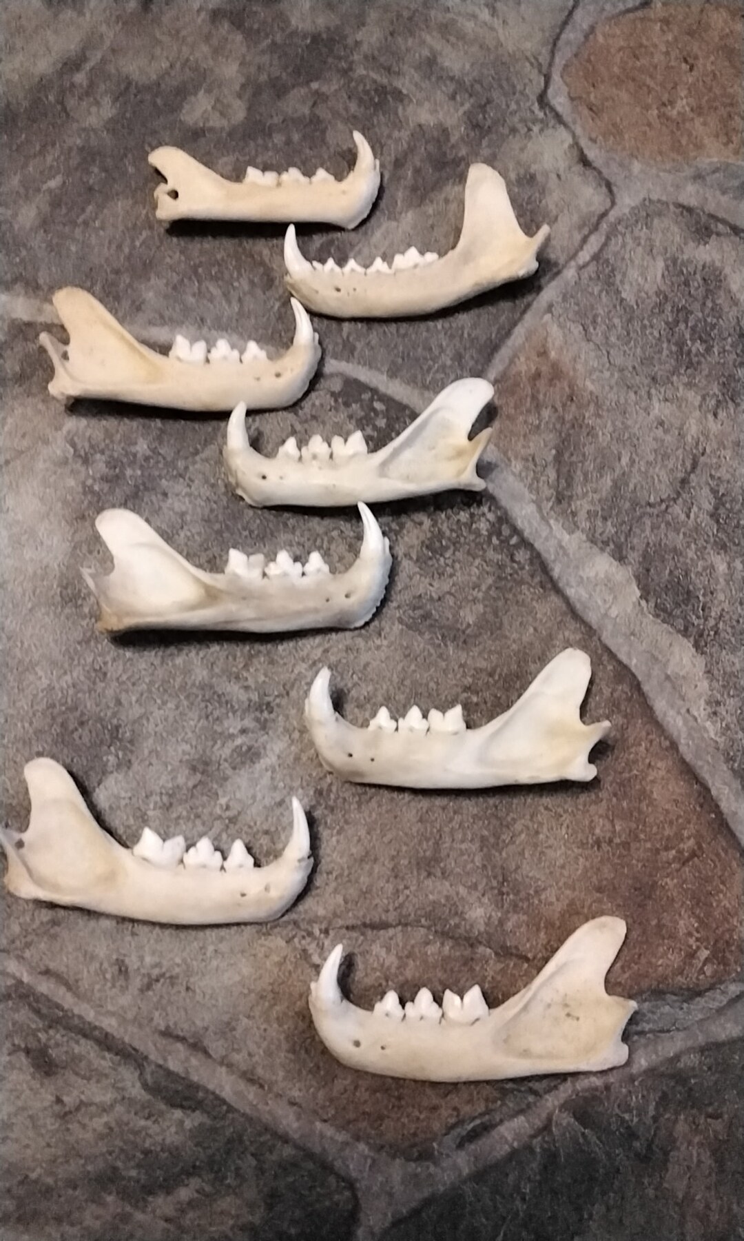 Bobcat Jaw for 1 From Fla. USA Lot1a - Etsy