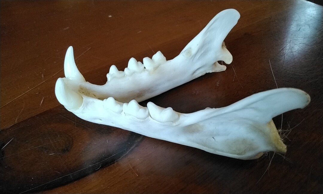 Bobcat Jaw for Complete Lower Jaw Set - Etsy