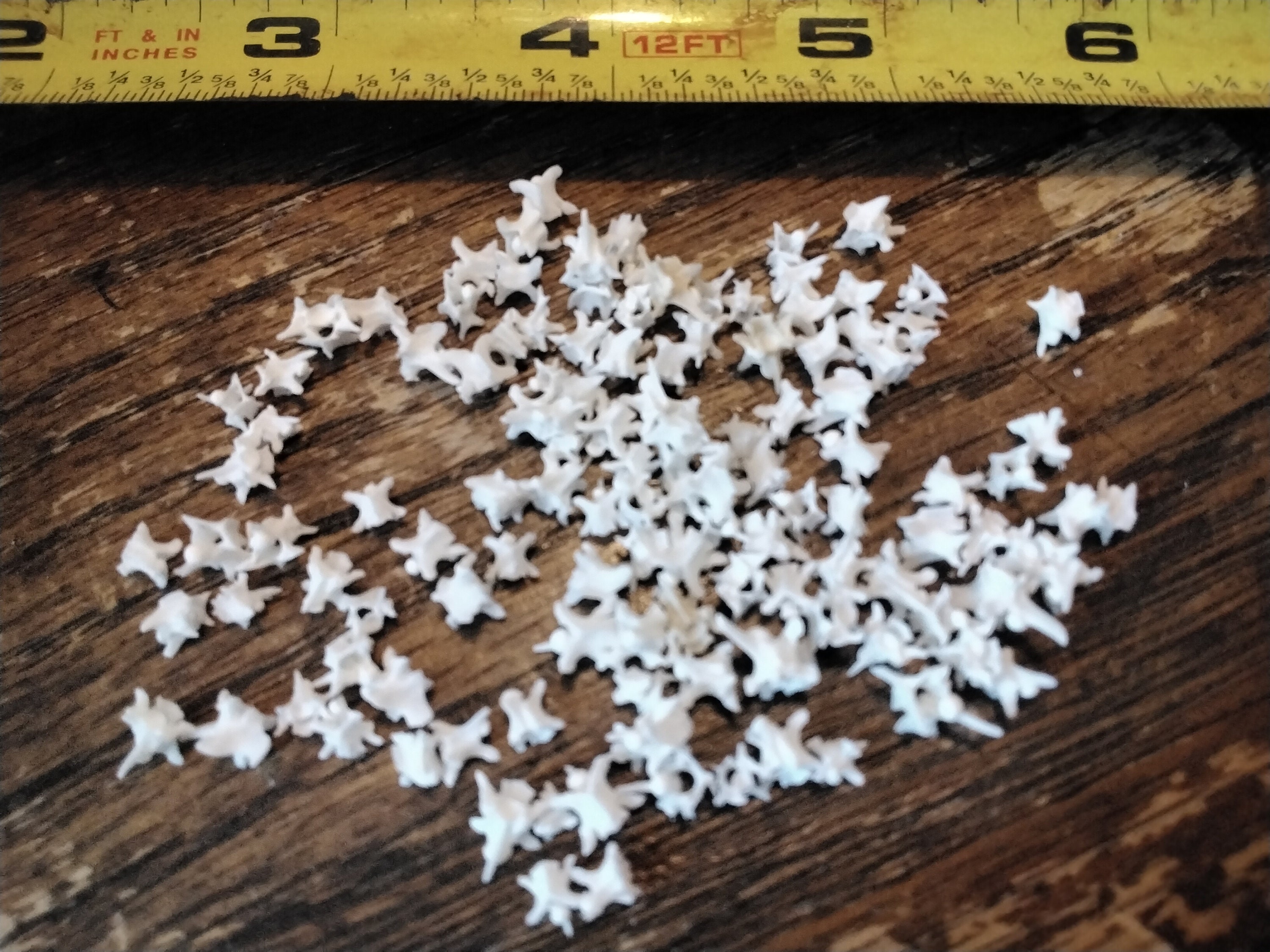 Rattlesnake Vertebrae Bones For 18 Extra Small From USA