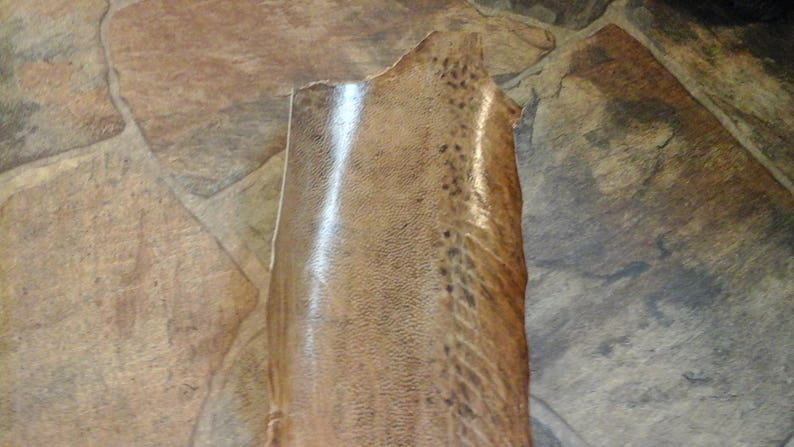 Jumbo ELL Skin FS