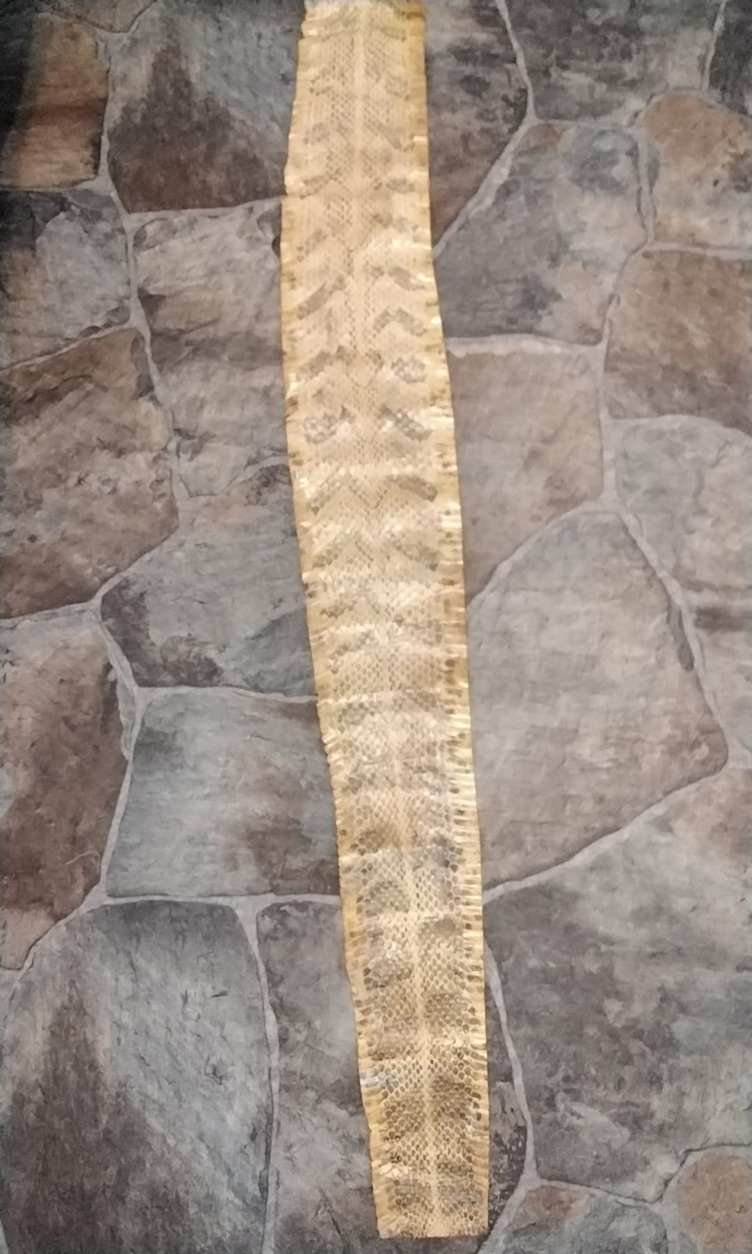 Rattlesnake Canebreak Timber Rattlesnake Skin Commercial Tanned 45 Long