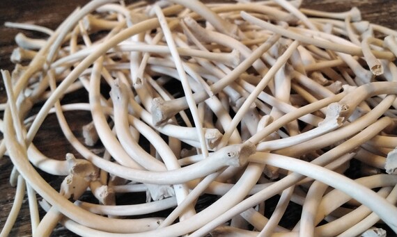 Python Rib Bones for 2 Jumbo Wild From Fla. USA - Etsy