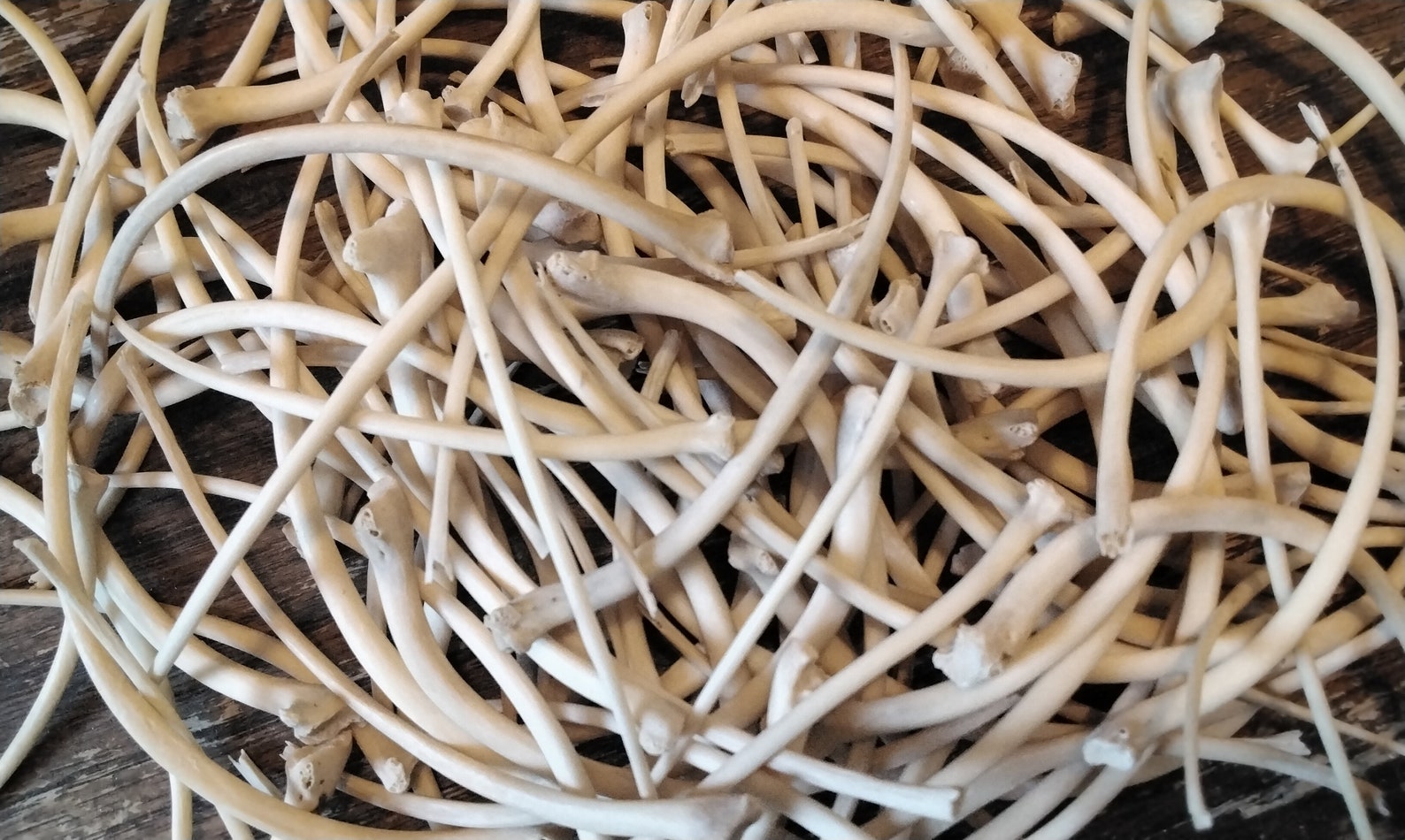 Python Rib Bones for 2 Jumbo Wild From Fla. USA - Etsy