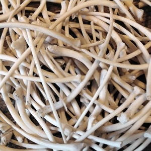 Python Rib Bones for 2 Jumbo Wild From Fla. USA - Etsy