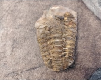 Trilabite Fossil Moroccan 400 Million Years Old