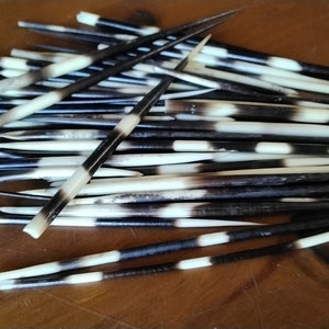 Porupine Quills For 3 African Porcupine Quills That are  about 5" - 6" long