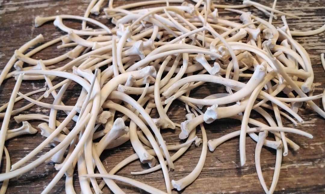 Python Rib Bones for 4 Med/sm Wild From Fla. USA - Etsy