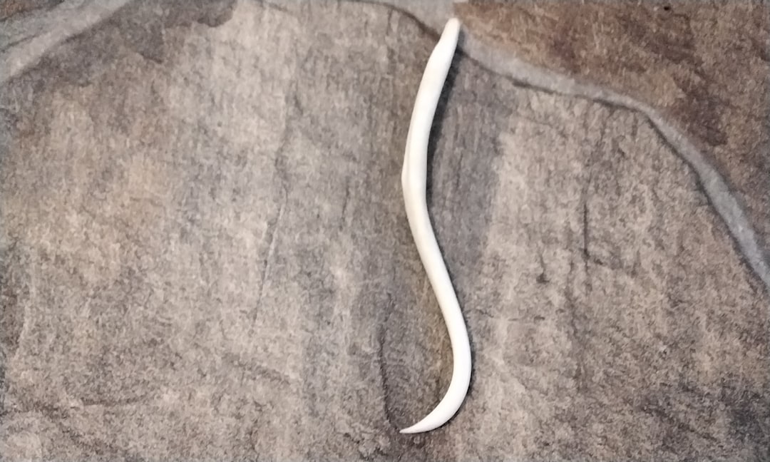 Coon Dick Toothpick for 1 Bent Raccoon Baculum Toothpick Made in USA