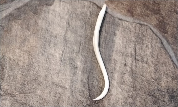 Raccoon toothpick outlet