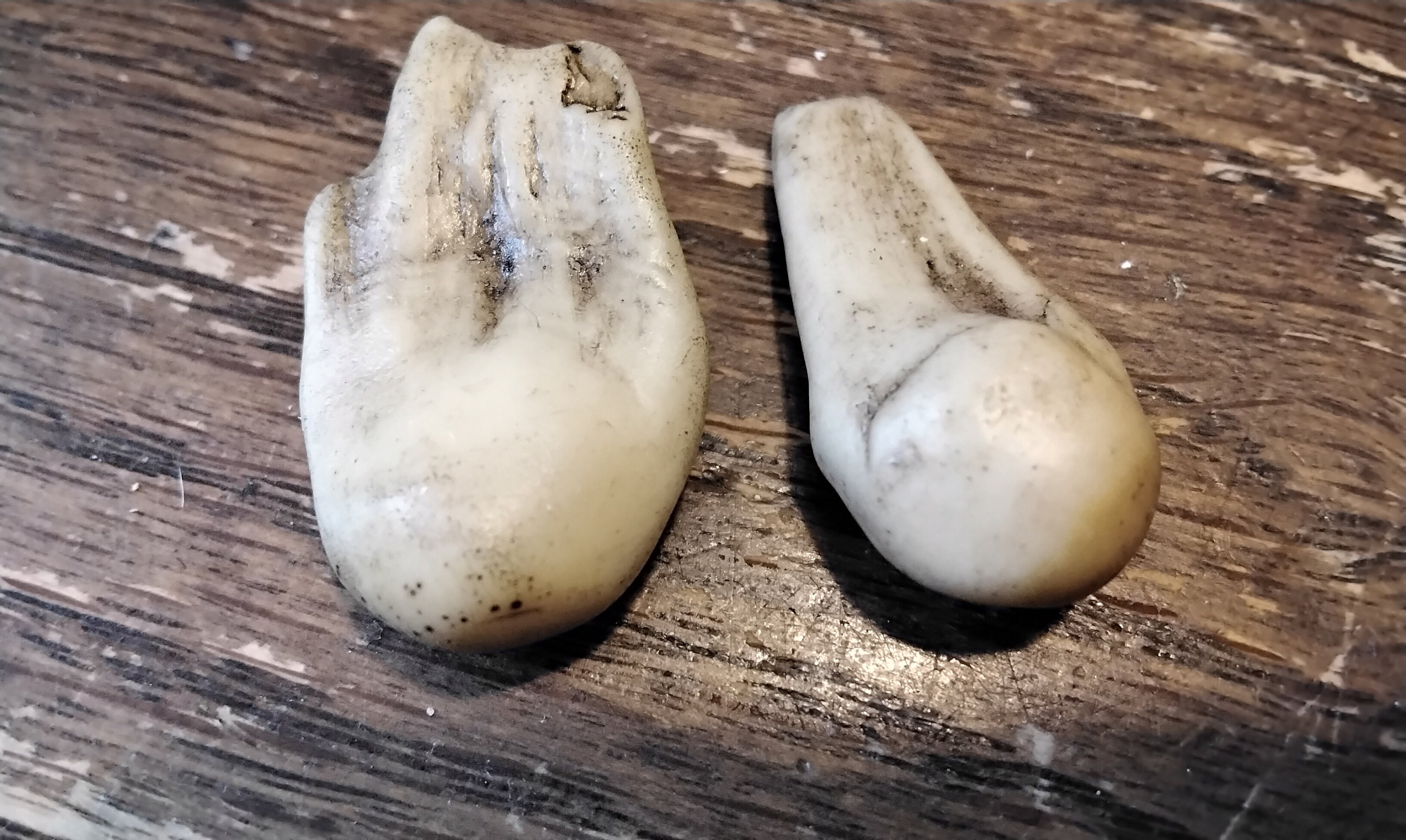 Elk Tooth For 2 Bone Resin Etsy