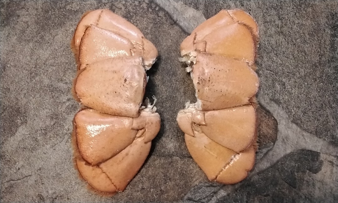 Lobster Tails for 2 Huge Lobster Fan Tails From 3 4 Pound Lobsters From