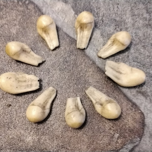 Elk Teeth Etsy