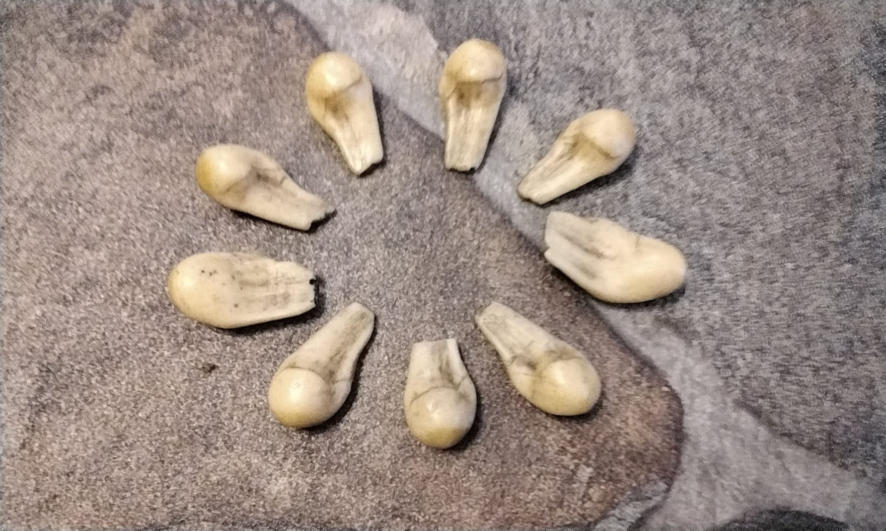 elk-whistler-teeth-location