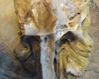Catfish Skull Bone Etsy Catfish Skull Bone Etsy