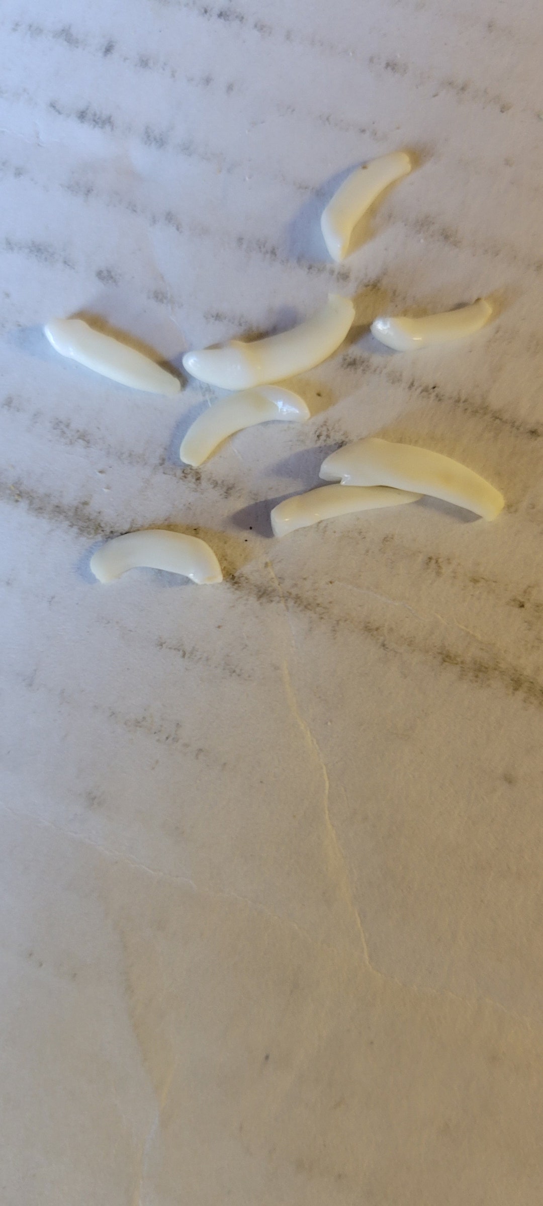 Fox Tooth for 8 Fox Incisor Teeth Etsy