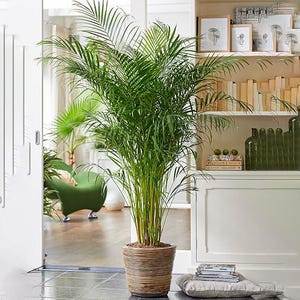 Palmera areca grande (50–60 cm) – Planta tropical de interior con maceta